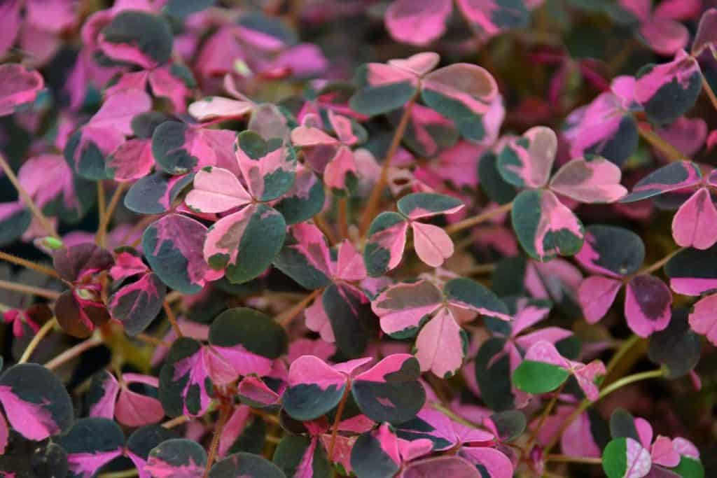 OXALIS Plum Crazy has mostly purple foliage, but liberally splashed with pink-2