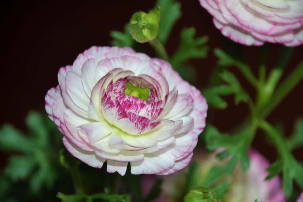 PERSIAN BUTTERCUP, also known as Ranunculus, has densely packed petals and is a great indoor plant for early spring-2