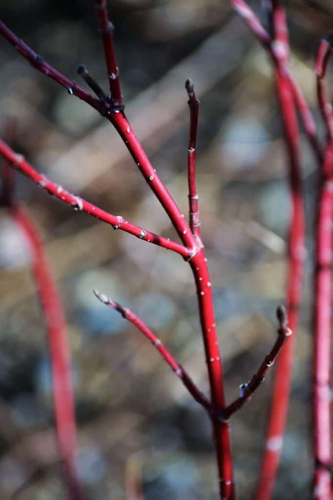 RED TWIG DOGWOOD in a Lynnhurst garden shows the opposite branching and budding pattern typical of the dogwood genus-2