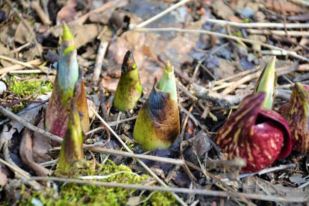 SKUNK CABBAGE is beginning to bloom along the river at Saugus Ironworks-2