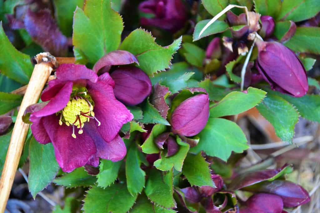 THE LENTEN ROSE beside my front steps finally bloomed this week-2