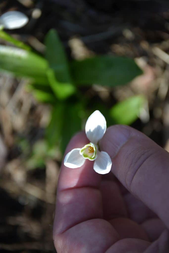 THE UNDERSIDE OF A SNOWDROP shows its 3 small petals and 3 long sepals-2