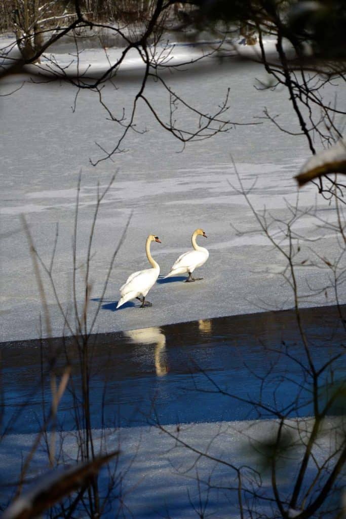 TWO SWANS found some open water on Hawkes Pond in North Saugus next to Walnut Street last Saturday-2