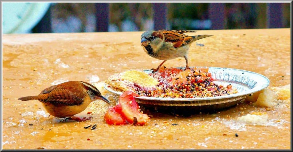 This Carolina wren-2