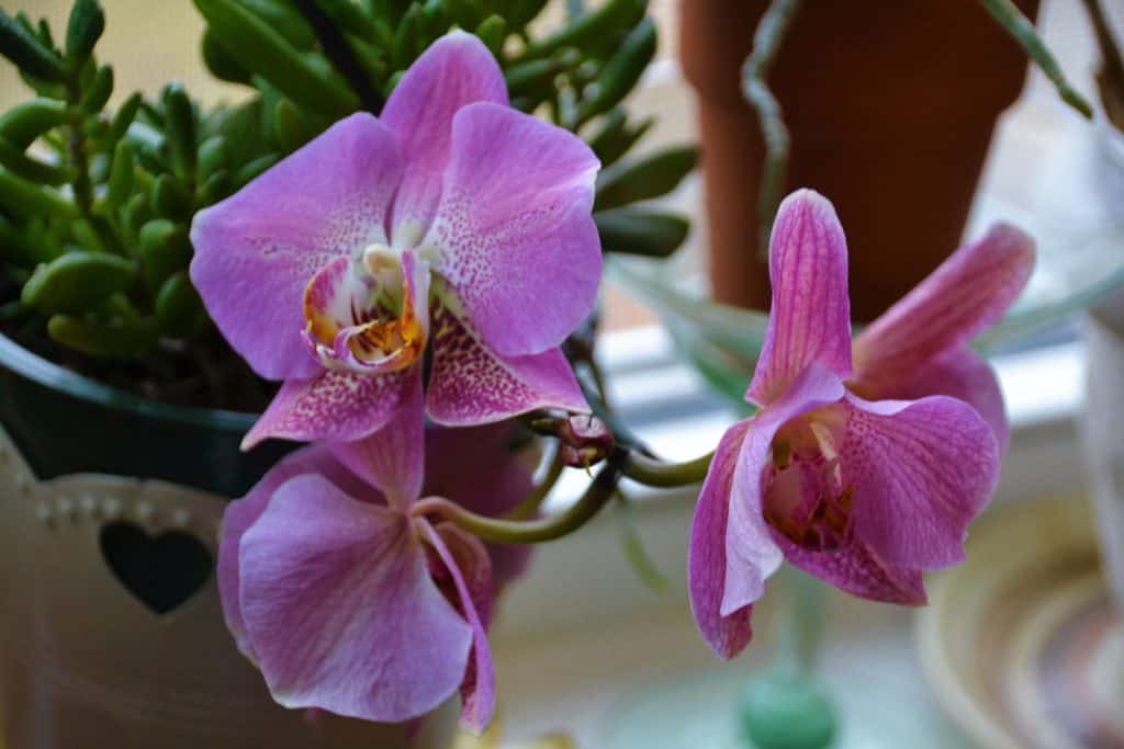 This orchid on my windowsill-2