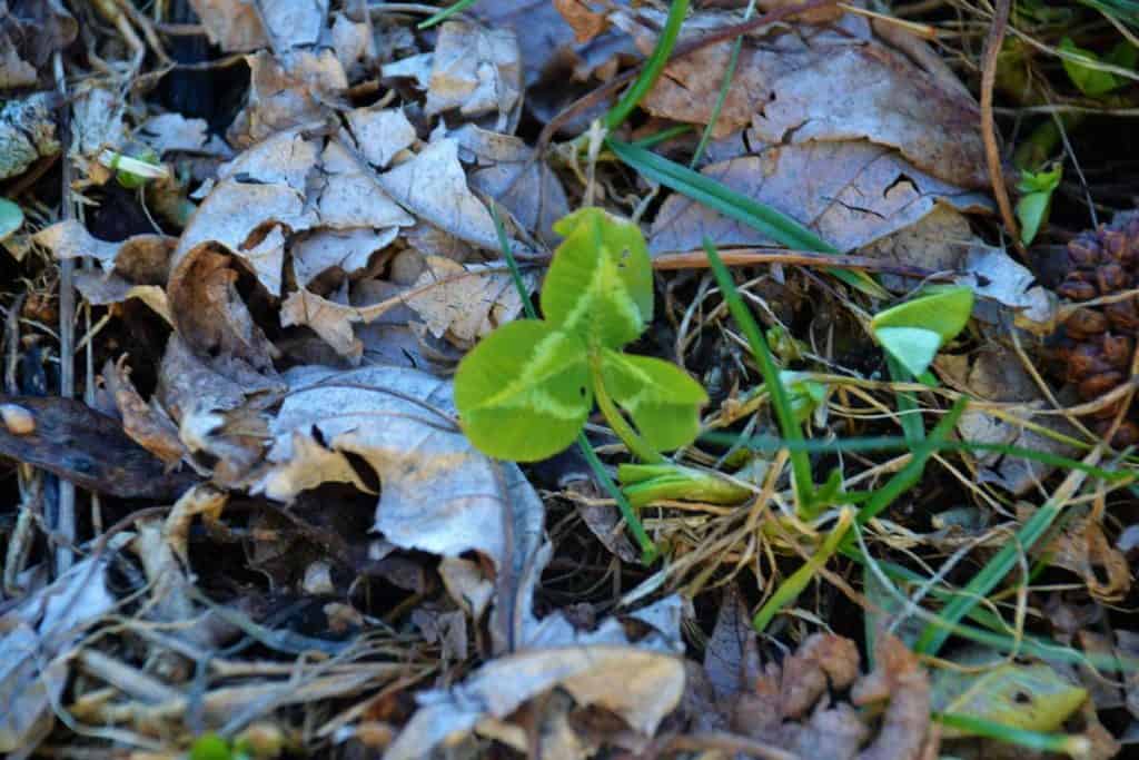 WHITE CLOVER just starting to come up in the lawn-2