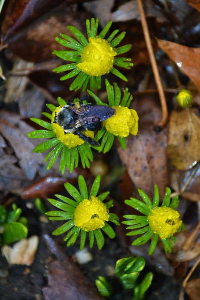 WINTER ACONITE provides nectar and shelter for an early bee-2