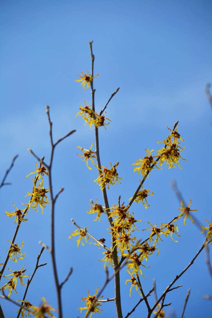 YELLOW FLOWERS of hybrid witch hazel bloom against the blue sky-2