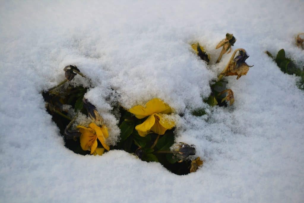 Yellow ice pansies bloom-2