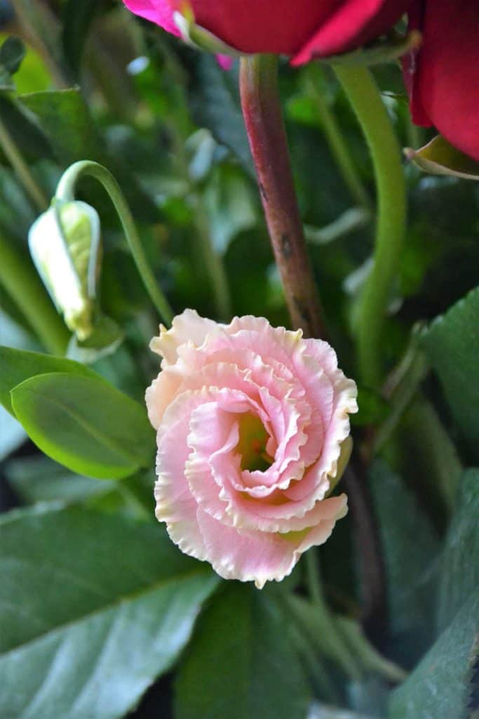 A COLD WEATHER FAVORITE Pale pink lisianthus or Texas bluebell is a popular flower for winter bouquets-2