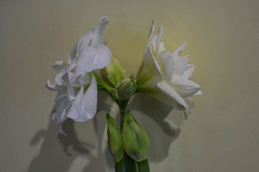 A PRODUCTIVE PLANT Even on a table far from a window, this double white amaryllis is flowering up a storm-2