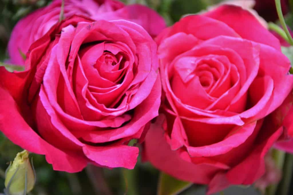 A ROMANTIC FAVORITE Roses are the classic flower for Valentine_s Day-2