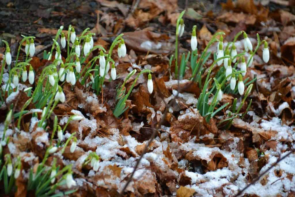 Accustomed to blooming in winter-2