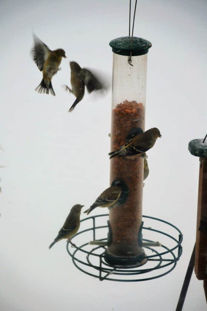 BATTLING BIRDS Goldfinches fight over their place at the feeder during Saturday_s blizzard-2