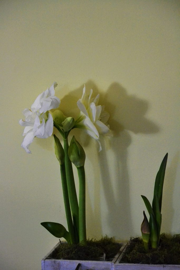 BONUS FLOWERS COMING This double white amaryllis has 4 frilly flowers in bloom now and three more stalks on their way-2