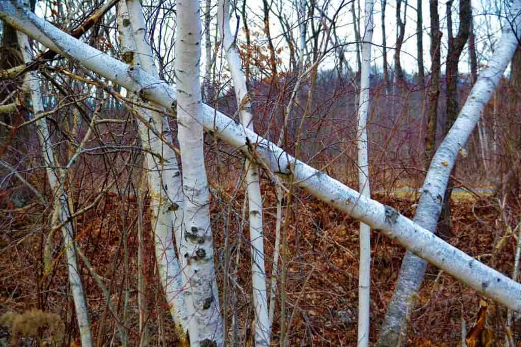 Bright white birch bark-2