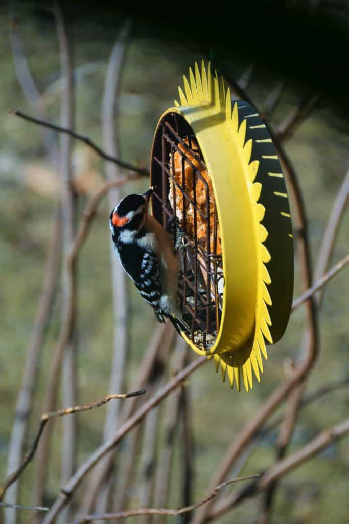 Does this male downy woodpecker-2