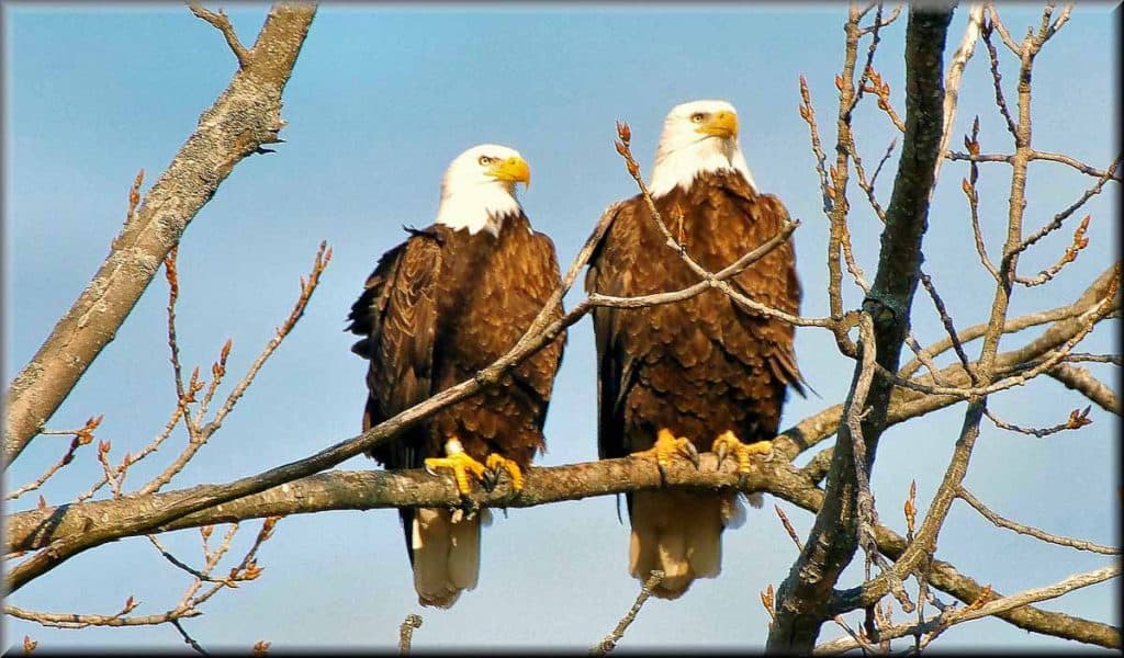 EYE ON THE EAGLE From 100 feet away, Saugus photographer Charlie Zapolski capture this happy couple of bald eagles perched in a tree on Lincoln’s Birthday (last Saturday, Feb. 12)-2