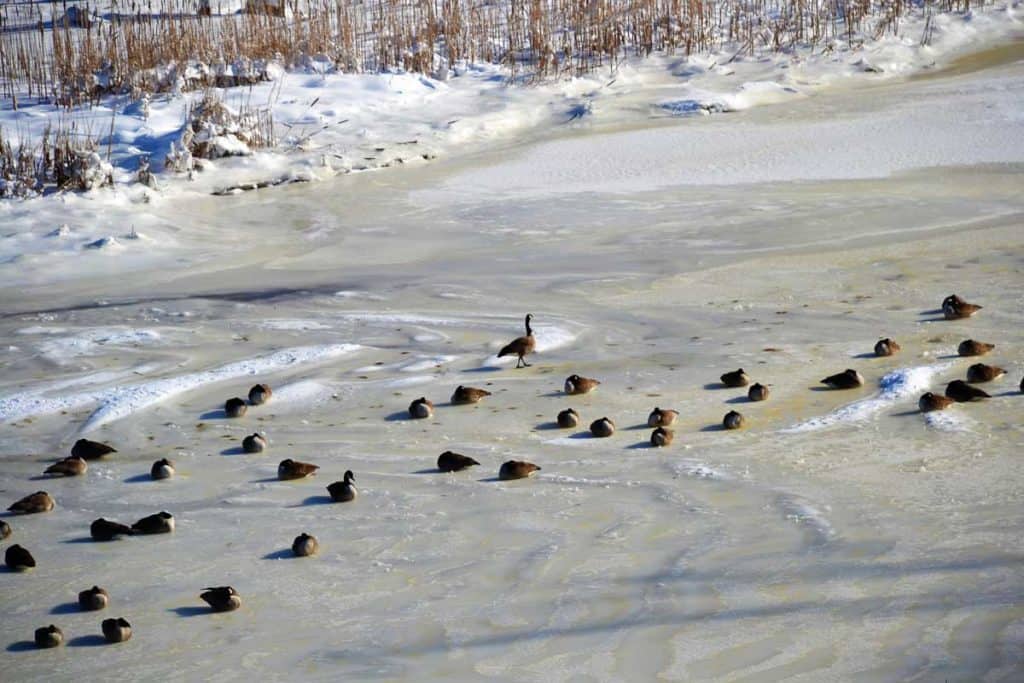 GEESE HUNKER DOWN after the storm to keep warm on the frozen Saugus River, except for their sentinel who stands to keep watch-2