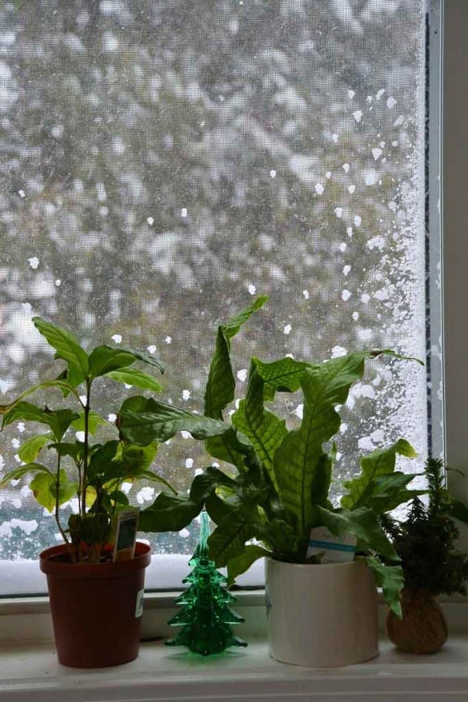 GROWING INSIDE Plants including a crocodile fern (on the right) provide some greenery in the window while snow falls outside Saturday