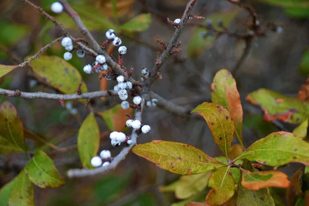 Northern bayberry grows-2