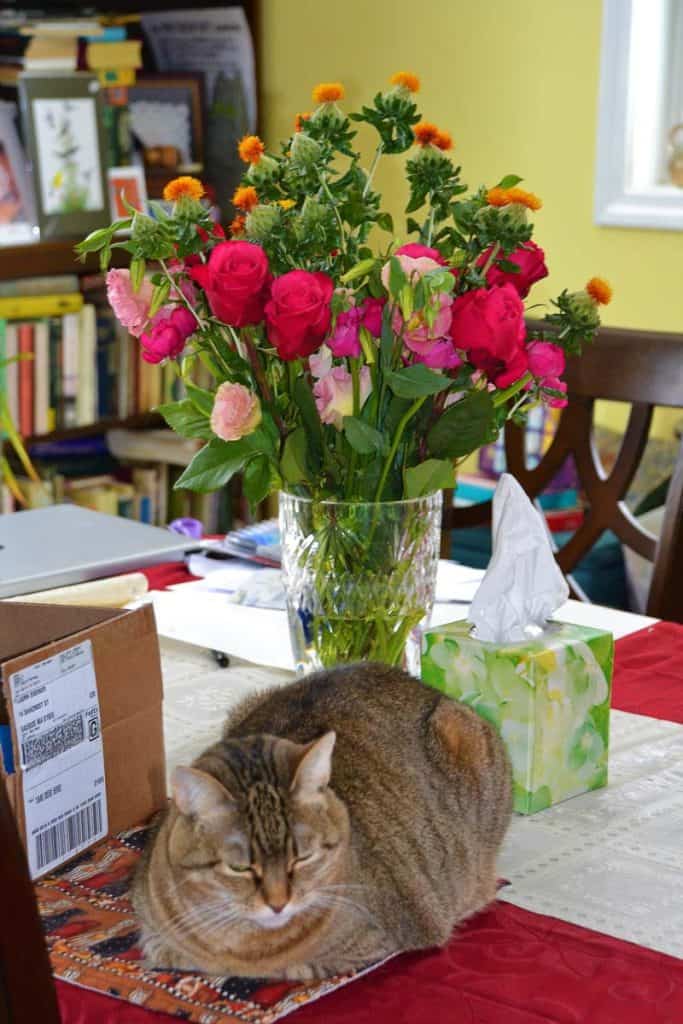 PURR-FECTLY HAPPY Brandi the cat welcomes the Year of the Tiger Feb. 1 in front of a Cheery pre-Valentine_s Day bouquet-2