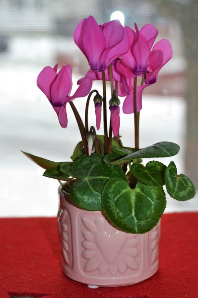 STRAIGHT FROM THE HEART Cyclamen is an appropriate indoor plant for Valentine_s Day because of its heart shaped leaf and pink color-2