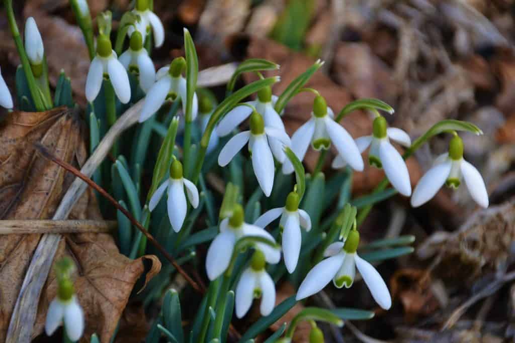 Snowdrops are blooming-2