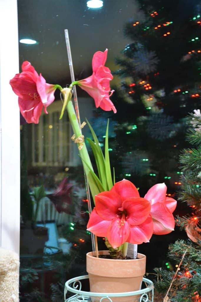 THIS RED AMARYLLIS has had flowers blooming a week on its 14 tall stem, but a new shorter stalk bloomed just a few inches from the bulb-2