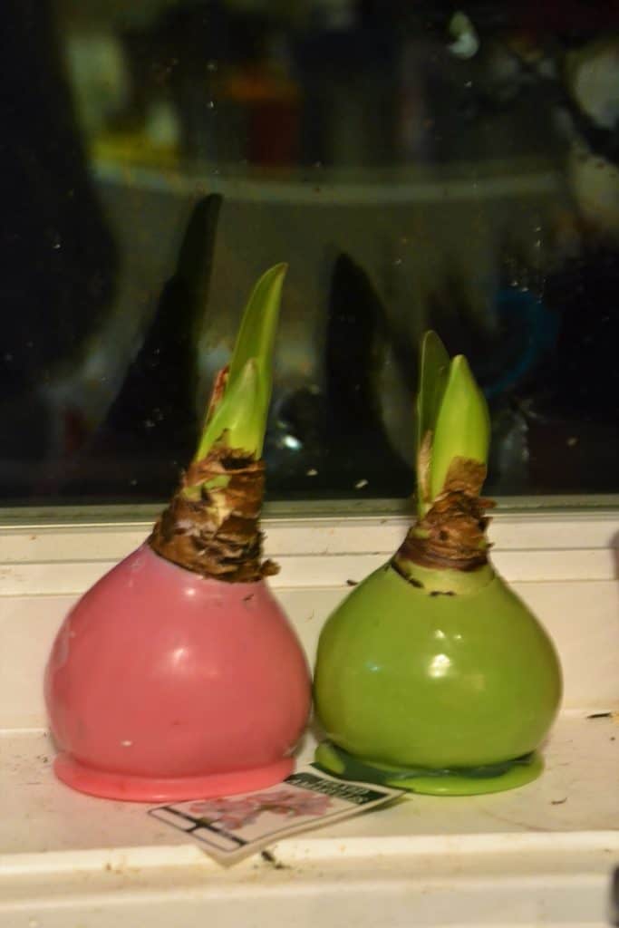 TWO WAXED BULBS, which bloomed last year, are clearly getting ready to flower again-2