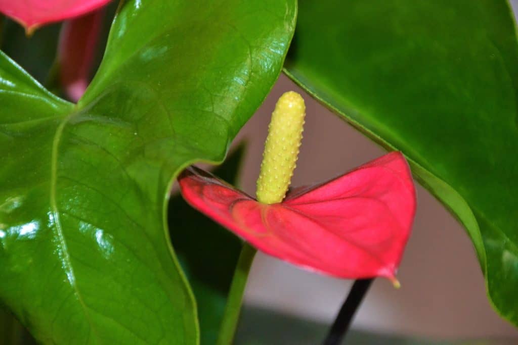 The anthurium spathe-2