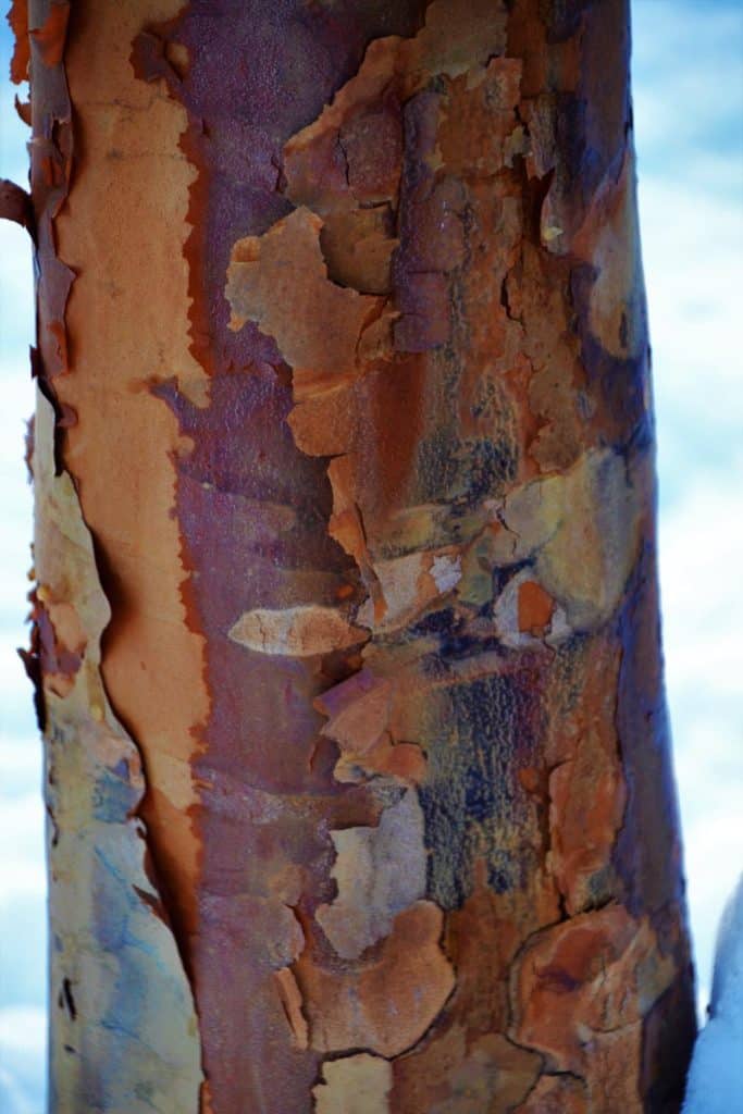 The cinnamon colored peeling bark-2