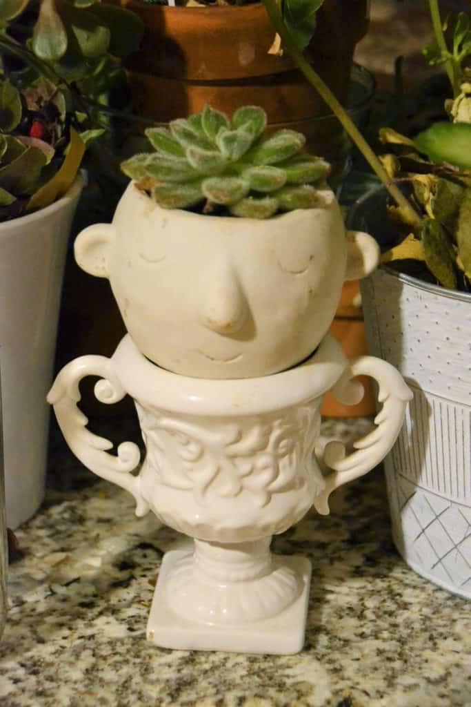 The fuzzy succulent plush plant-2