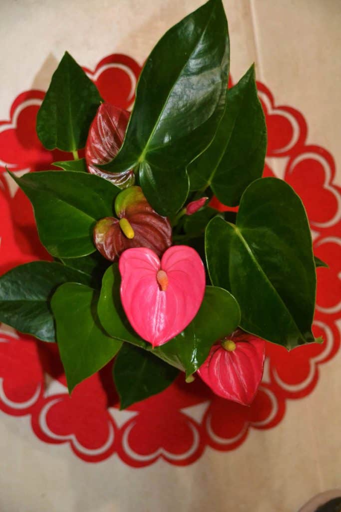 The heart-shaped anthurium-2