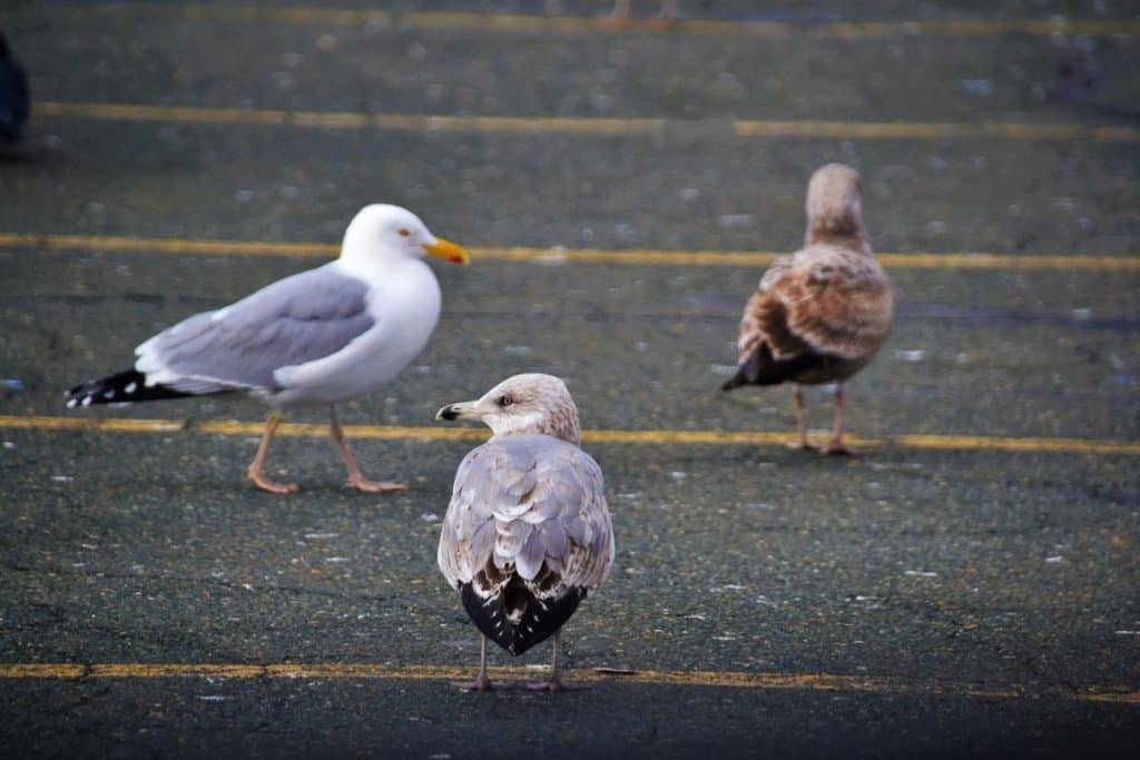 This trio of herring gulls-2