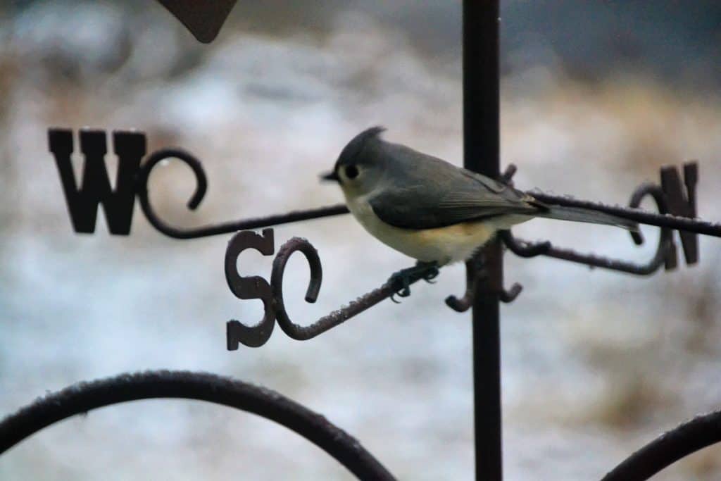 This tufted titmouse-2