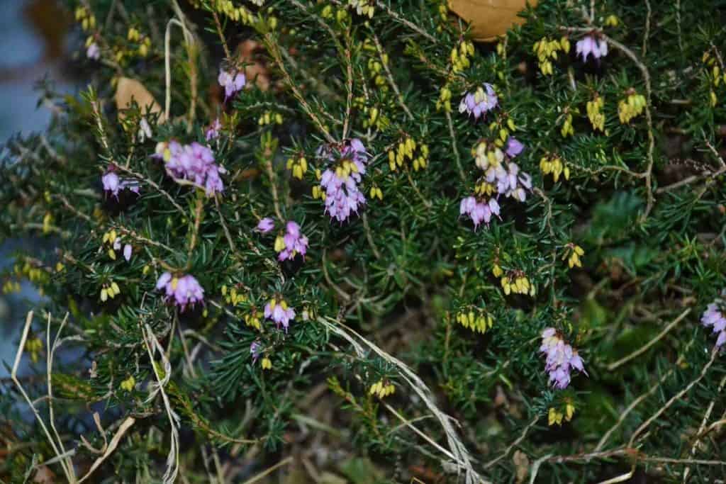 WINTER’S FLORAL COLORS Flowers bloom on _Mediterranean Pink_ heath in a sunny spot in Lynnhurst-2