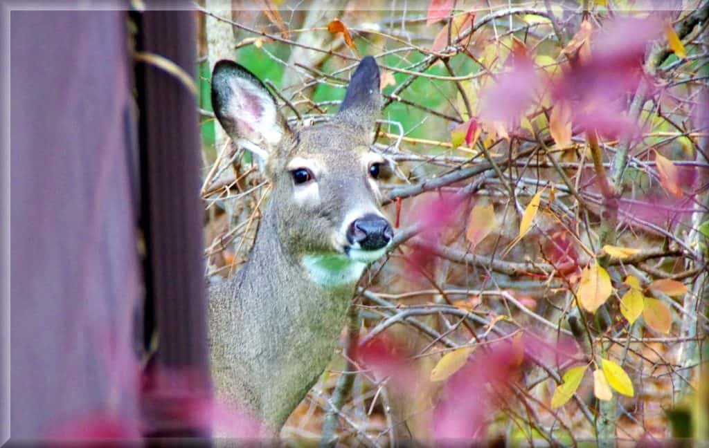 A BROWSING DEER looks in the window at Charles Zapolski_s home