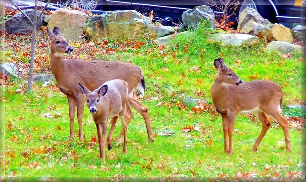 A FAMILY OUTING These deer were out roaming Charles Zapolski_s neighborhood when the grass was still green