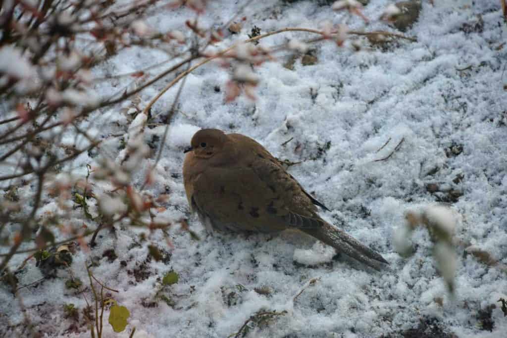 A MOURNING DOVE sitting in the snow-2