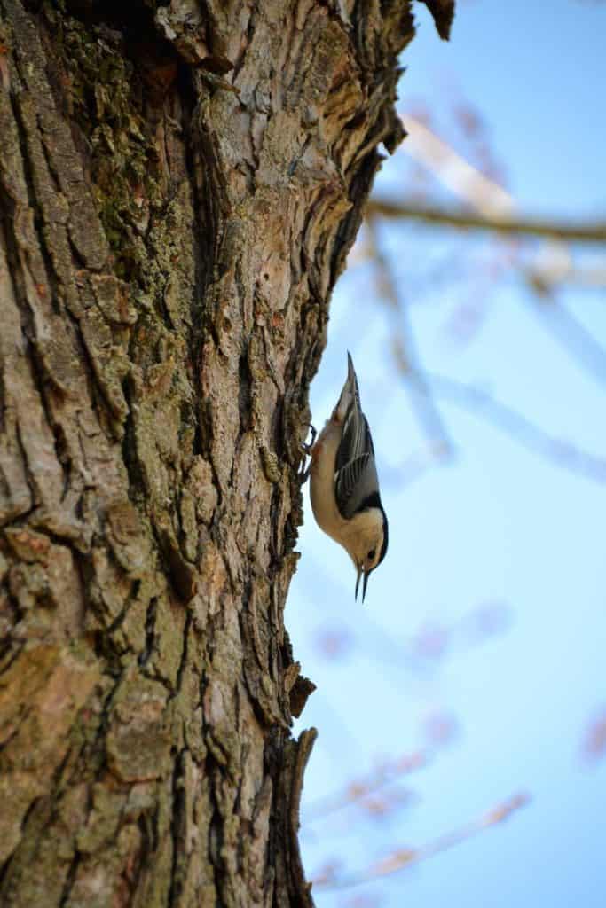 A white breasted nuthatch-2