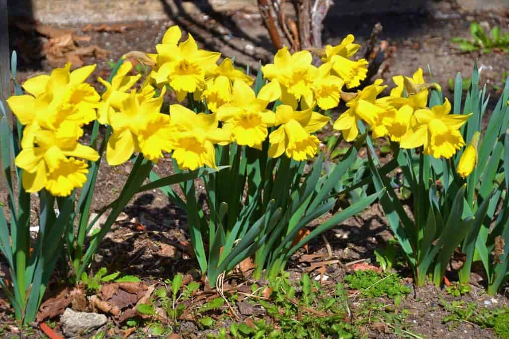 Classic bright yellow daffodils-2