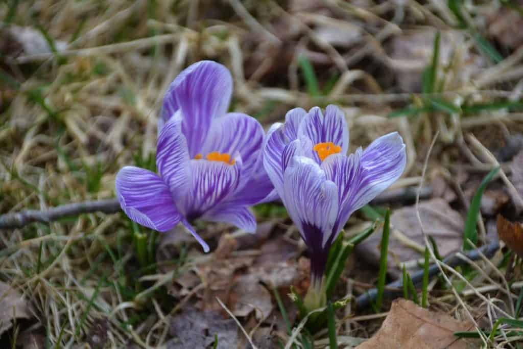 Dutch hybrid crocus-2