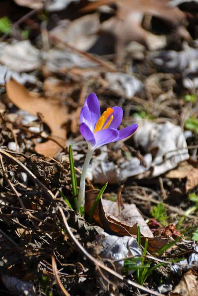Early crocuses are popping-2