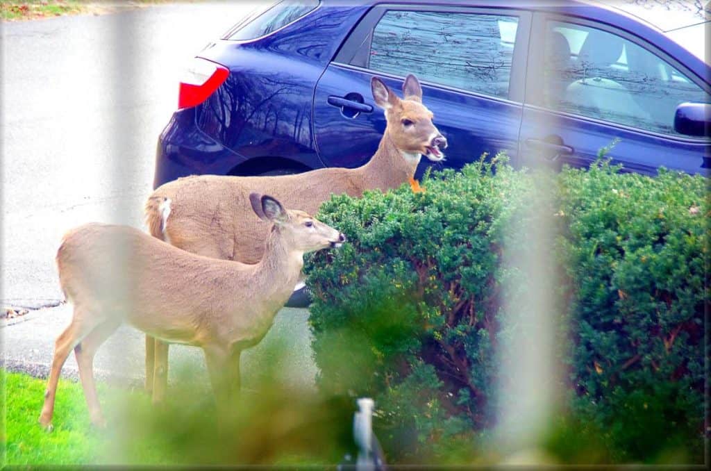 FROM THE REAR VIEW, it is easy to see why these are known as white-tailed deer-2