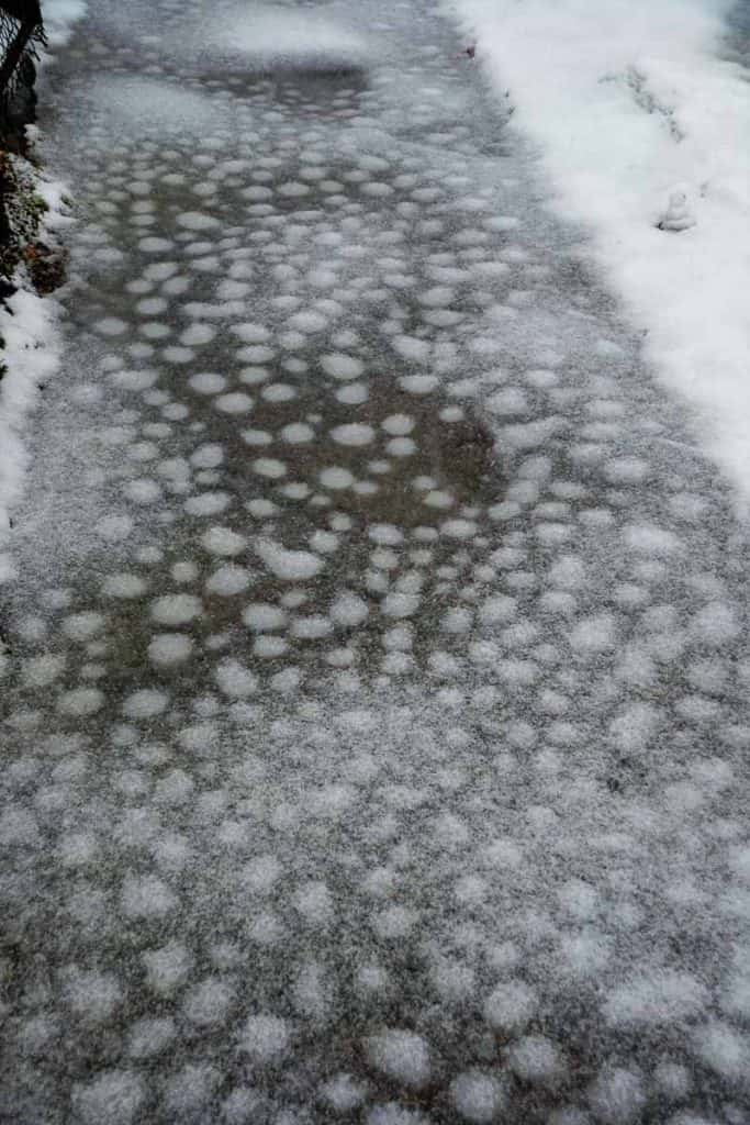 Leopard pattern sidewalks-2