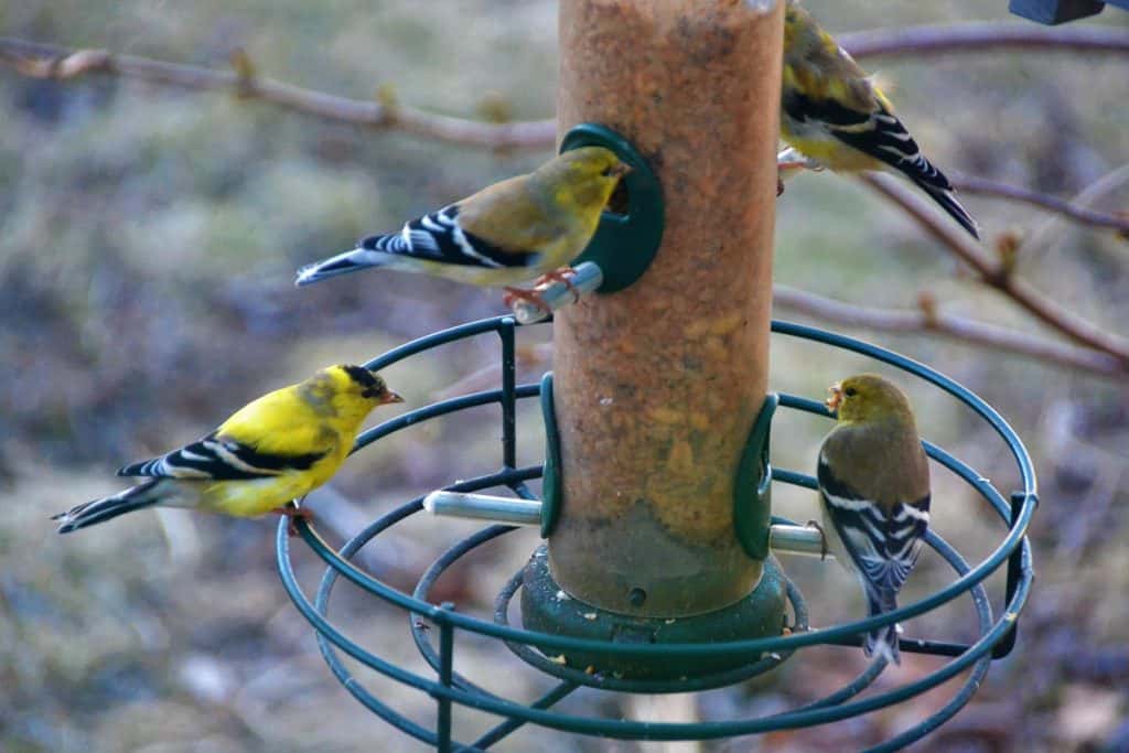 Male goldfinches are changing-2