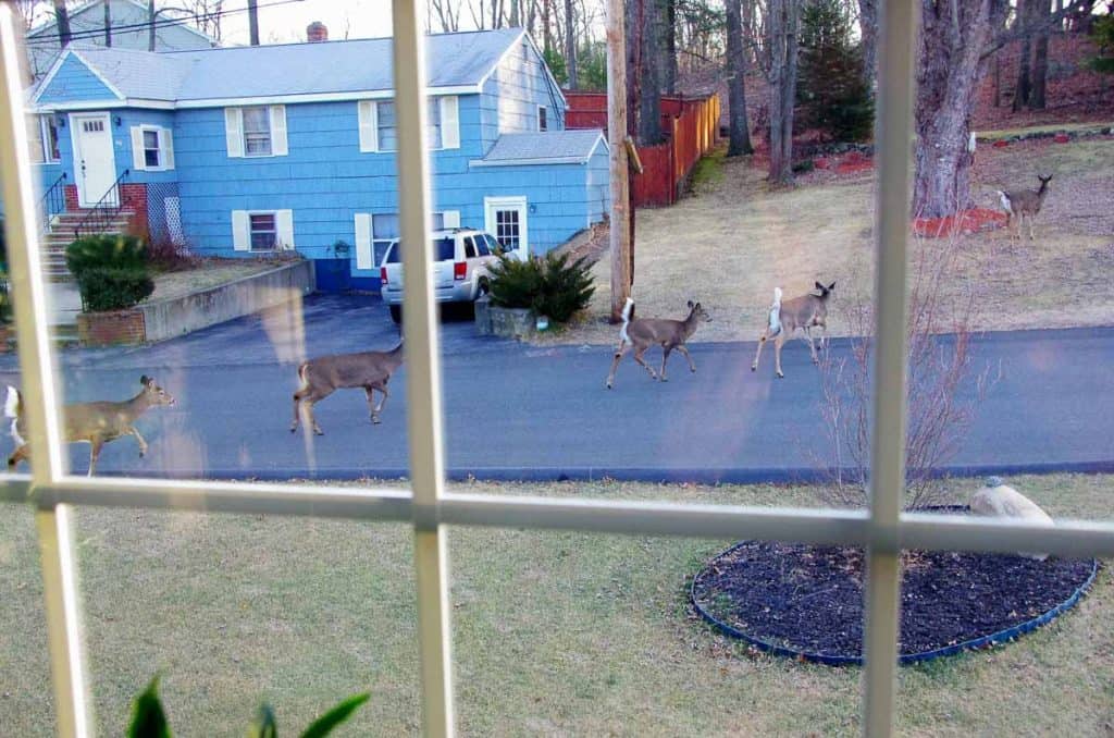 SAUGUS DEER PARADE This window scene into in Charles Zapolski_s yard from a few years back made the news on NECN-2