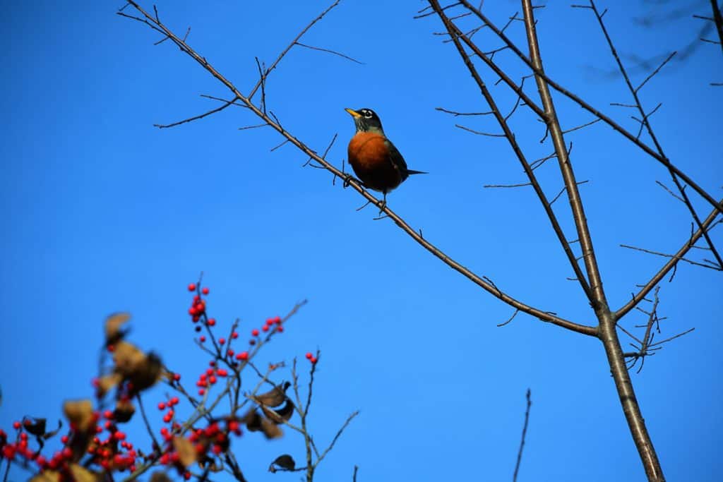 SOME BIRDS THRIVE on a diet of winterberry, such as this American robin-2
