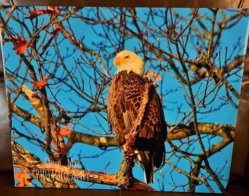 Silent Auction photo art of Eagle-2